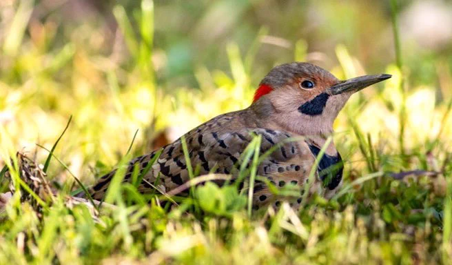 Concussed male northern flicker lies in the grass in sunlight. Photo by Sandra Beltrao