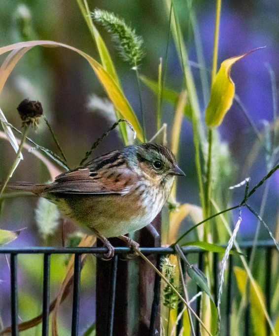 Swamp sparrow on metal fence at dusk in Central Park.