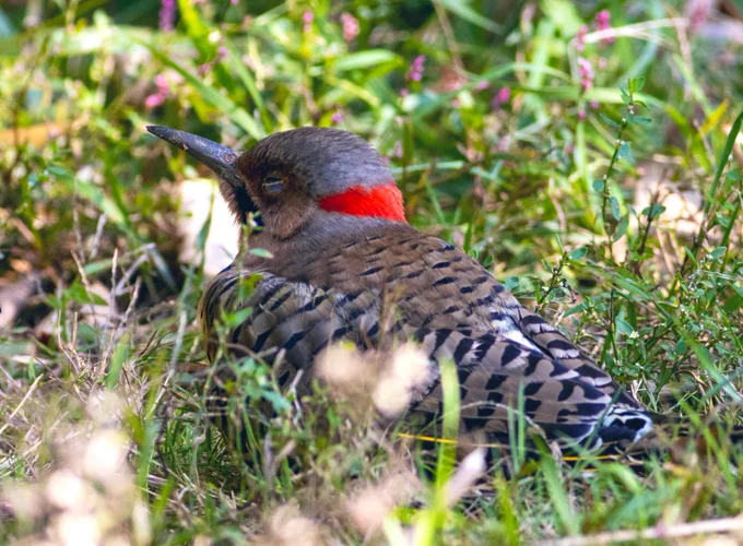 Concussed male northern flicker lies in the grass with his eyes shut in sunlight. Photo by Sandra Beltrao