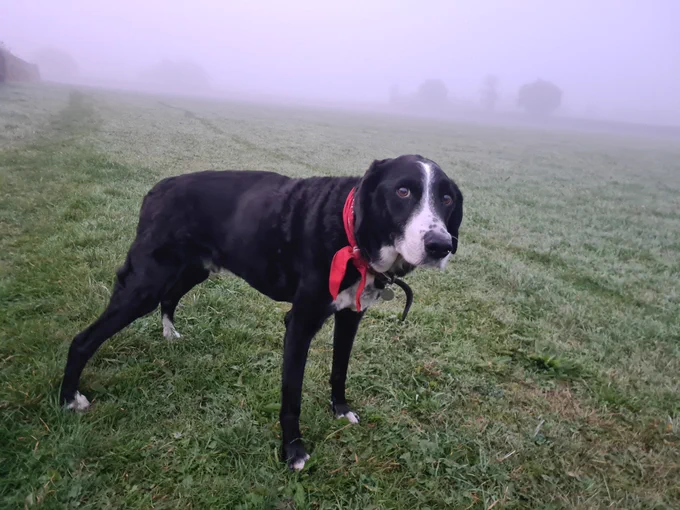 My dog in a misty field