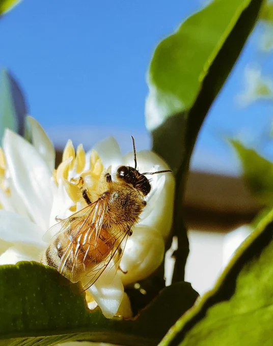Honey bee on white orange blossom close up