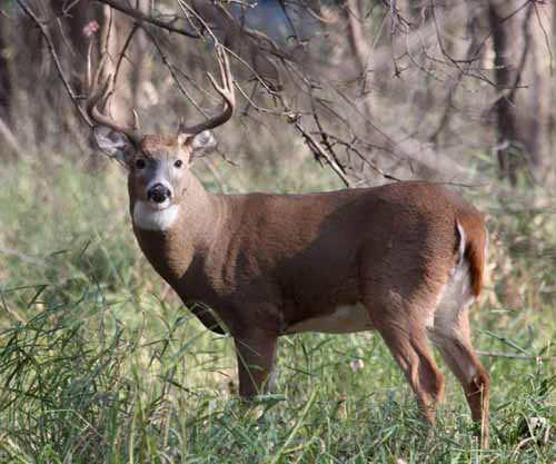 A deer with antlers standing in tall grass