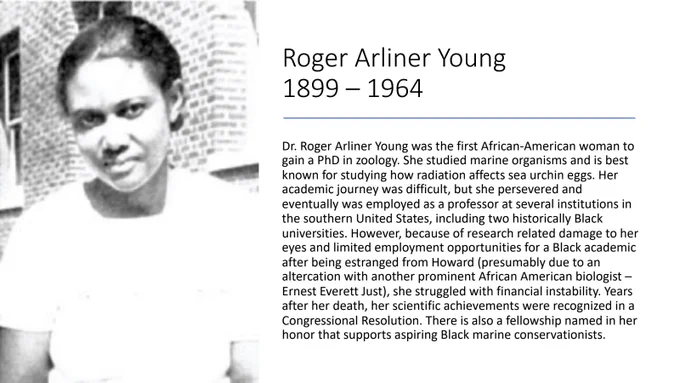 Photo of Roger Arliner Young. Dr. Roger Arliner Young was the first African-American woman to
gain a PhD in zoology. She studied marine organisms and is best
known for studying how radiation affects sea urchin eggs. Her
academic journey was difficult, but she persevered and
eventually was employed as a professor at several institutions in
the southern United States, including two historically Black
universities. However, because of research related damage to her
eyes and limited employment opportunities for a Black academic
after being estranged from Howard (presumably due to an
altercation with another prominent African American biologist –
Ernest Everett Just), she struggled with financial instability. Years
after her death, her scientific achievements were recognized in a
Congressional Resolution. There is also a fellowship named in her
honor that supports aspiring Black marine conservationists.