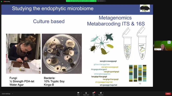 Shannon Lynch discussed their work on endophytic microbiome in this beetle-pathogen system using culture-based and metabarcoding approaches. 