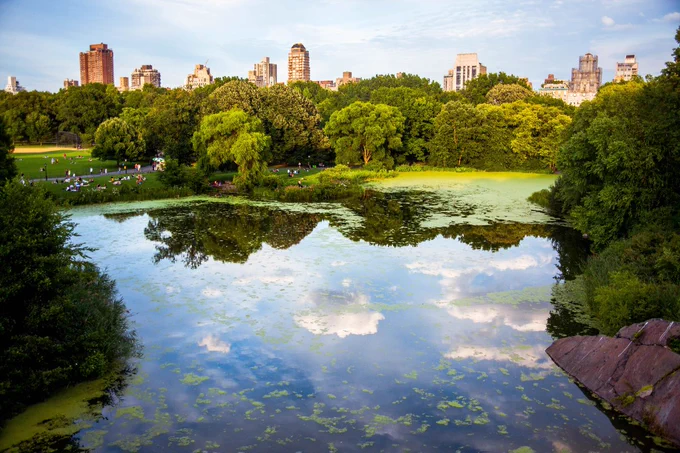 A picture with a pond in the foreground and trees and skyscrapers in the background. 
