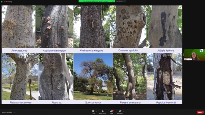 Host species affected by Fusarium dieback disease. 