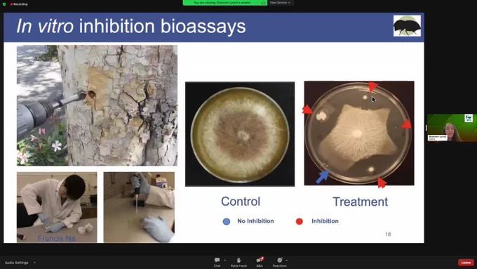 In vitro inhibition bioassays in Fusarium Dieback complex system. 