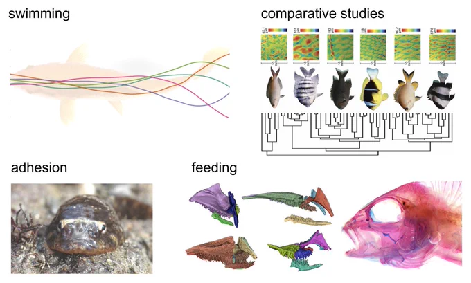 four panel figure with (1) outline of a fish showing swimming movements, (2) a phylogeny with drawings of fish and a close up color image showing depth of the scales, (3) a close up of a fish attached to a substrate showing 'adhesion' and (4) colorful bone structures of fishes
