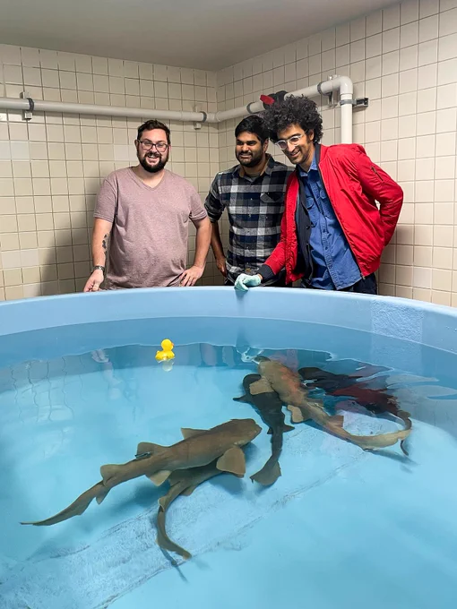Joe, Gihan, and Latif, stand over the tank and feed and pet the sharks. A yellow rubber duckie floats on the surface.