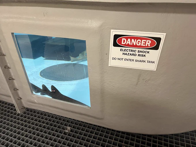 A window in a shark tank with a shark swimming by.  Sign says: DANGER. Electric Shock Hazard Risk. Do Not Enter Shark Tank.