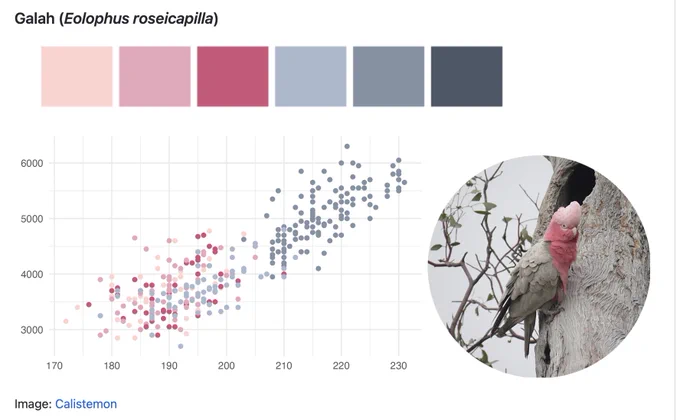 Screenshot of Galah color palette, pinks and grey