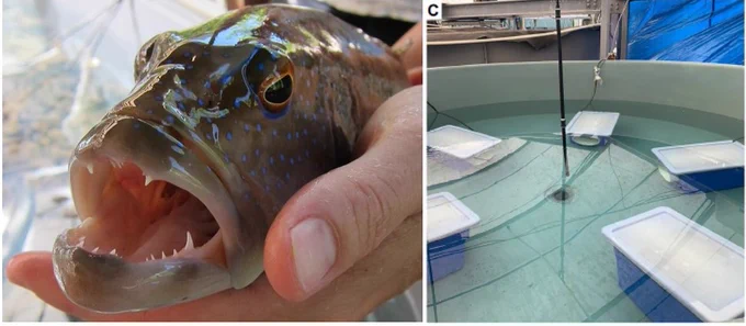 https://journals.biologists.com/jeb/article/225/18/jeb244212/276686/Behavioural-temperature-regulation-is-a-low?guestAccessKey=9a77905b-a707-4470-a589-9b339dcb074c