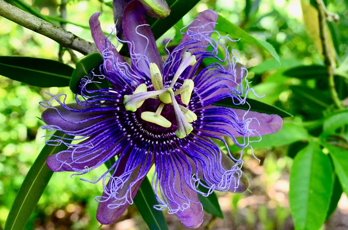 Passiflora incarnata. Photo: Daijiang Li, LSU