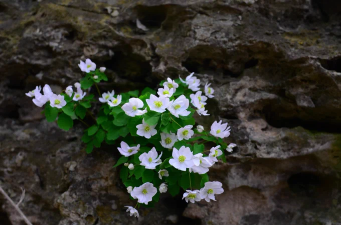 Thalictrum thalictroides. Photo: Daijiang Li, LSU