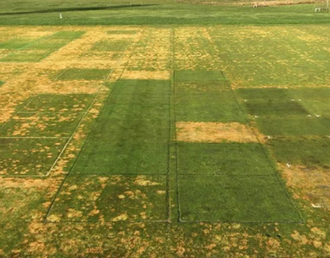 https://aquaritinturf.com/non-pesticidal-control-of-microdochium-nivale/