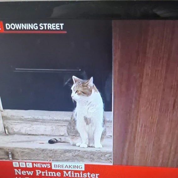 Larry the cat sitting outside 10 downing street. The caption reads 'New Prime Minister'