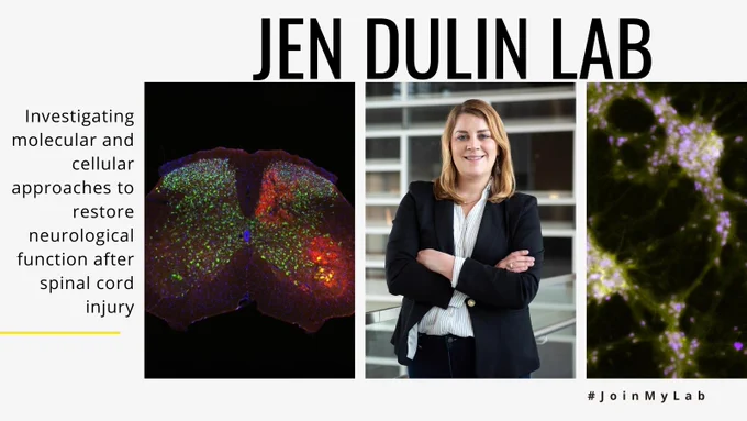 Jen Dulin Lab: Investigating molecular and cellular approaches to restore neurological function after spinal cord injury