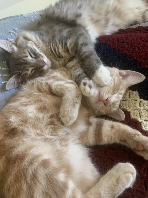 Two cats lying together on a blanket.
