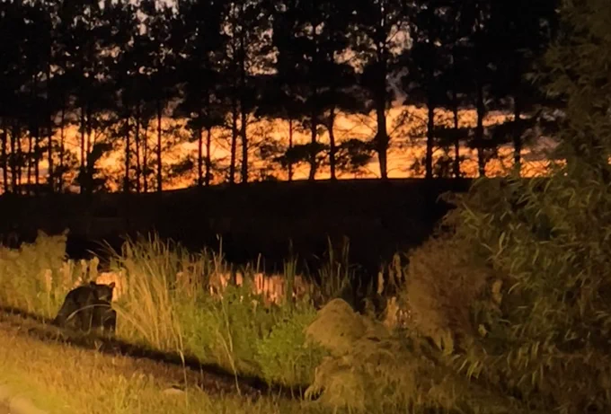 Mother black bear at dusk at the edge of the swamp with a glowing orange sky in the background.
