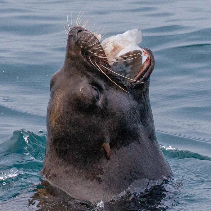 A large brown sea lion sticks its head out of the water with its mouth open and full of fish.