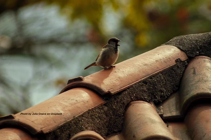Photo of a songbird singing from a roof by Julia Craice on Unsplash