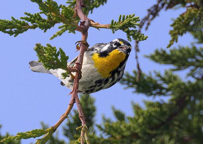 Yellow-throated warbler at Pigeon Point Light Station State Historic Park