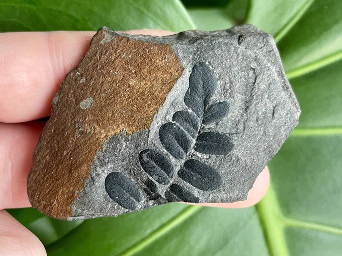 Image of two fingers holding a light grey coloured, irregularly shaped bit of rock about 120mm in length. On the left hand side of the rock is some brown-orange coloured staining, which is the weathered surface of the rock. In the centre is a black fossilised seed fern from the Upper Carboniferous. The fossil contains original carbon which is why it’s black, and it contrasts well against the pale matrix. The lobes are rounded in shape.