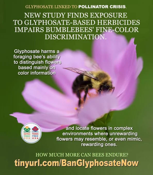 Researchers at the Universities of Turku and Oulu, Finland, found glyphosate-based herbicides like Roundup, affect the learning and memory of bumblebees. Field-realistic doses affected their ability to learn and memorize connections between colors and taste. The weakened fine color vision severely impaired bumblebees’ foraging and nesting success.

Bayer-Monsanto is already killing off important pollinators with their neonicotinoid insecticides, a plethora of studies show. Now, evidence is mounting that glyphosate, because of its widespread use, is having a profound effect also. We have a mountain of studies showing the myriad ways that glyphosate harms human health. 

Glyphosate-based herbicides must be banned.
https://www.facebook.com/photo/?fbid=475487674616566&set=a.362922935873041

#glyphosate #Roundup #bumblebee #bees #pollinators #environment #food #farming #agriculture #BanGlyphosate #gmofreecanada #gmofreeusa #toxinfreeusa