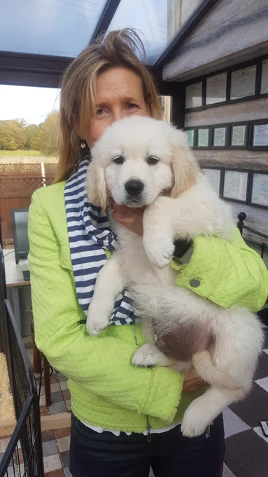 Ralph, a huge 8 week old cream coloured Golden retriever fluffy puppy