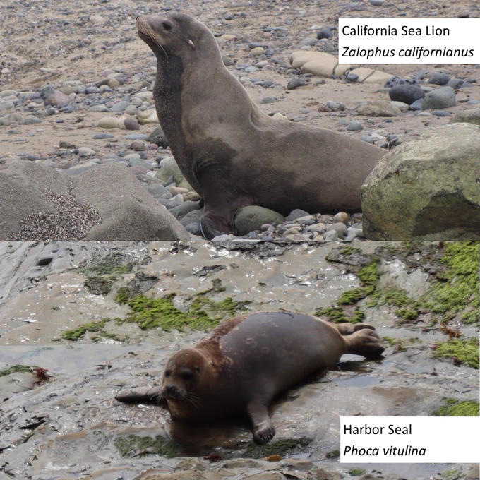 A brown sea lion on a rocky beach is visible in the top half of the photo with a white box that reads “California Sea Lion, Zalophus californianus”. Below a brown seal is laying across a brown and green rock ledge with a white box that reads “Harbor Seal, Phoca vitulina”.