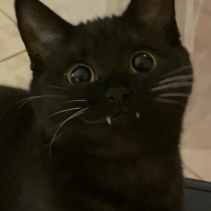close up of the face of a very derpy smiling black cat with little fangs and huge eyes 
