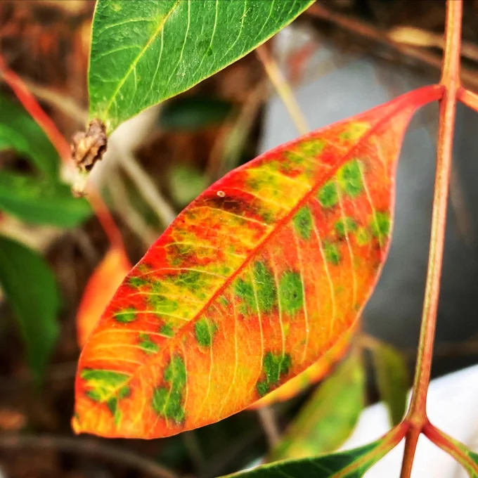 Photo of bright orange and green leaves