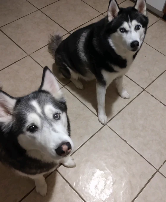 Teshy's doggos, Gambit and Chaos. Gambit is slightly bigger as he is a purebred husky, and Chaos has a curly tail as he's half husky, half Shiba Inu.