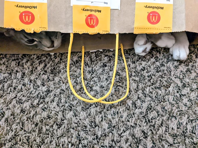 A McDonald's delivery bag lays on it's side. Melon's face and paws barely peek out of it.