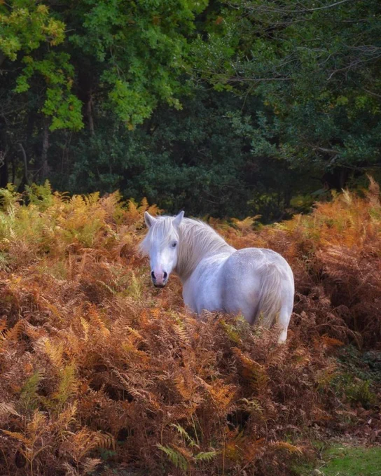 White horse in the middle of some autumnal coloured ferns.