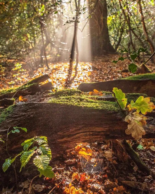 Morning light in a forest with mossy logs and autumn leaves on the floor.