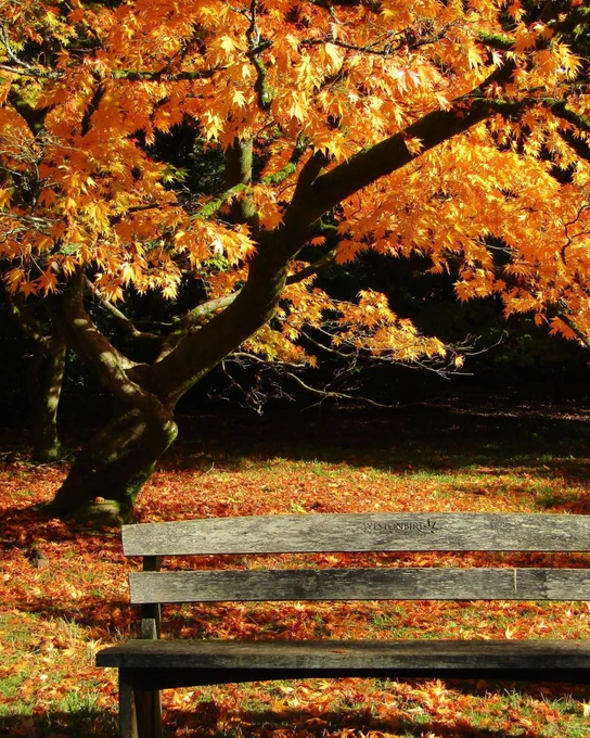 A wooden bench in front of an autumnal tree.