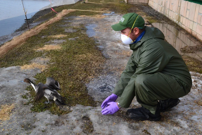 USGS Alaska Science Center scientist Andy Ramey released a northern pintail duck after sampling. Ramey is crouching down, wearing a dark raincoat and pants, and is wearing gloves and a mask for protection. The duck is flying away from Ramey toward water to the left of the photo. 
