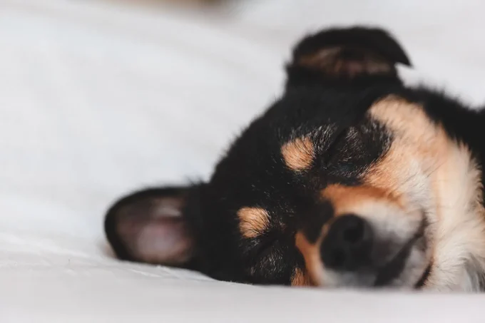 Close-up on a sleeping dog's head.