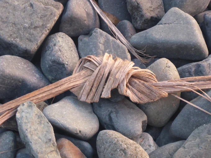 Interconnected strands of grass on a rocky beach.