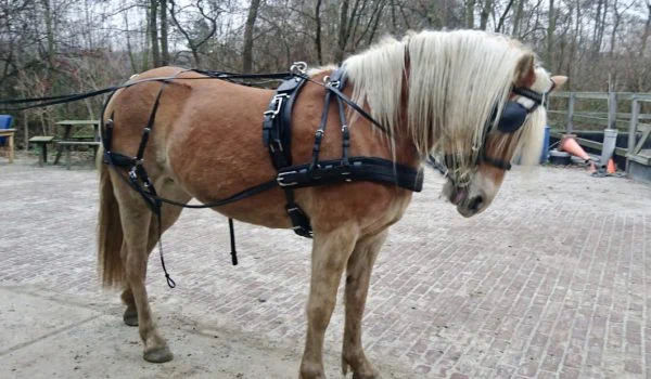 Paard met een overtuiging