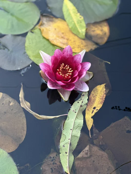 Water lily in pond surrounded by fall leaves