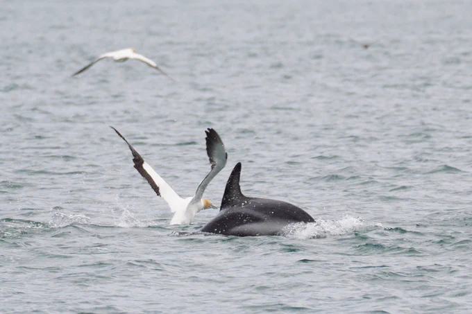 Gannet and dusky dolphin just out of the water