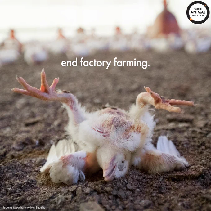 Photo of a dead chicken on a factory farm. Text on image reads end factory farming.