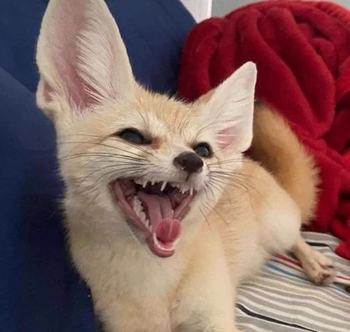 Fennec Fox looking up with a huge smile on its face. 