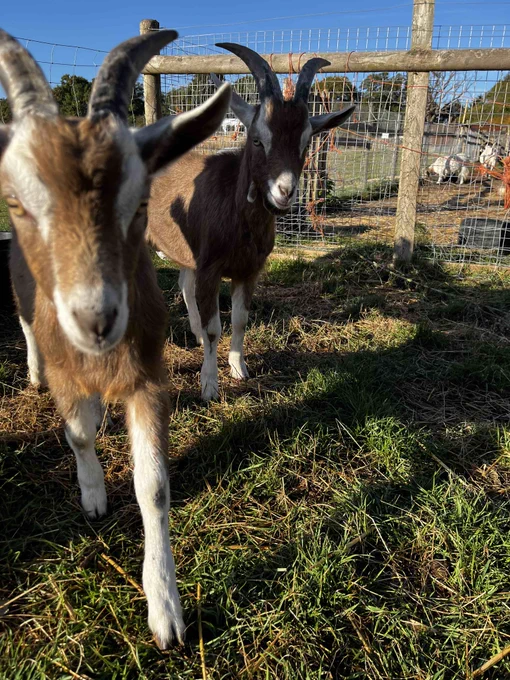 2 goat kids walking towards the camera. They are brown and white, the grass is green and the sky is blue. Perfect picture!