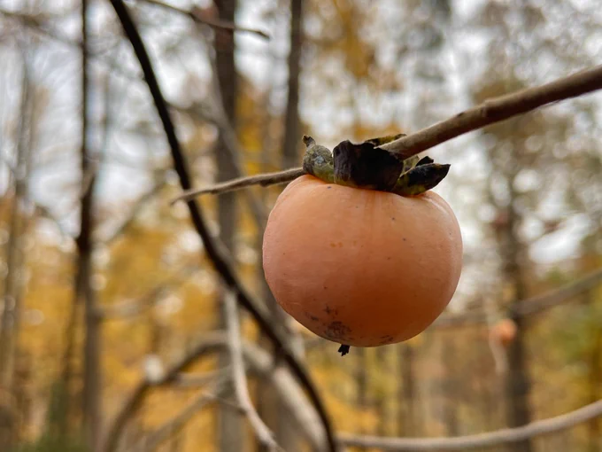 A small American persimmon on the end of a branch against a backdrop of yellow tree leaves.