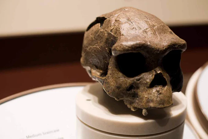 A cast of the reconstructed skull of Sangiran 17 in a museum exhibit. Photo: Jim Hickcox (CC-BY-NC)