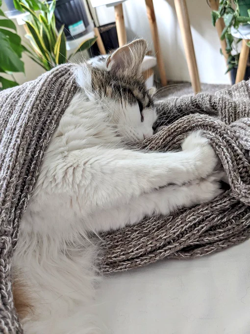 Primrose, a fluffy tabby, lays on her side, covered by a brown sweater.