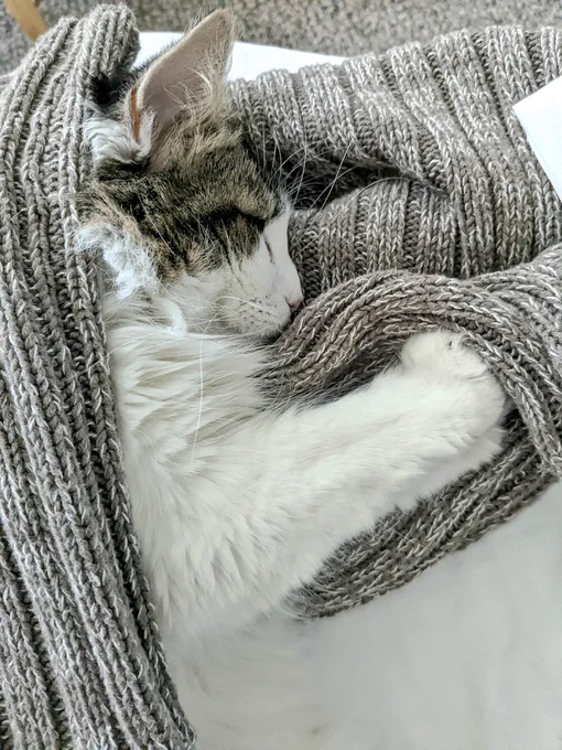 Primrose, a fluffy tabby, snuggles under a brown sweater. Her little paws are extended.